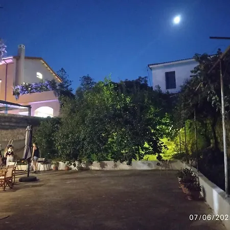 Palm Tree Chania Crete Ханья (Крит)